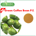 Grüner Kaffeebohnextraktpulver